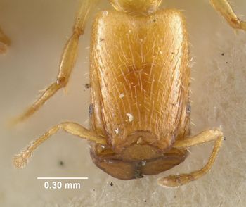 Media type: image;   Entomology 9201 Aspect: head frontal view
